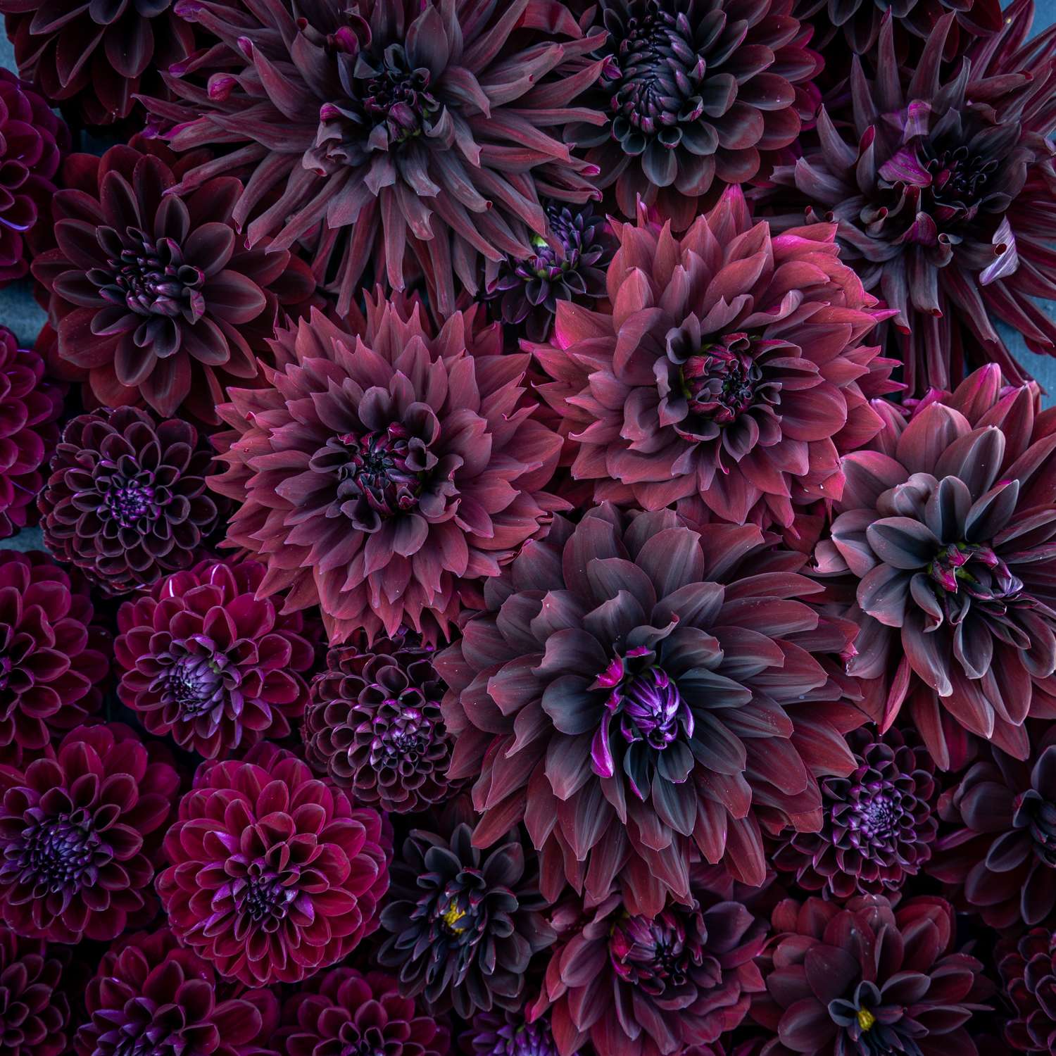 Mélange de dahlias 'Dark Favourites'